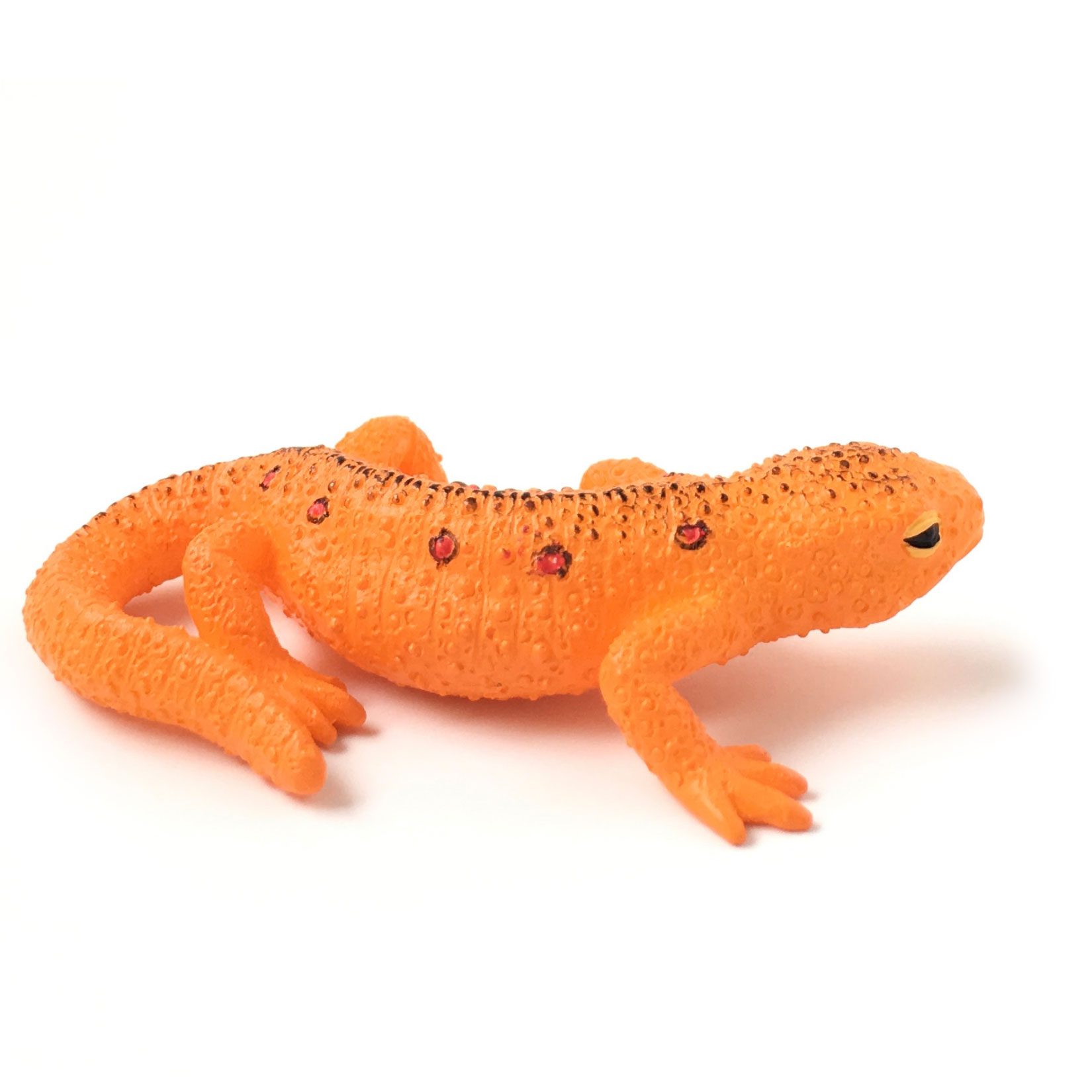 Color Series Red Spotted Newt