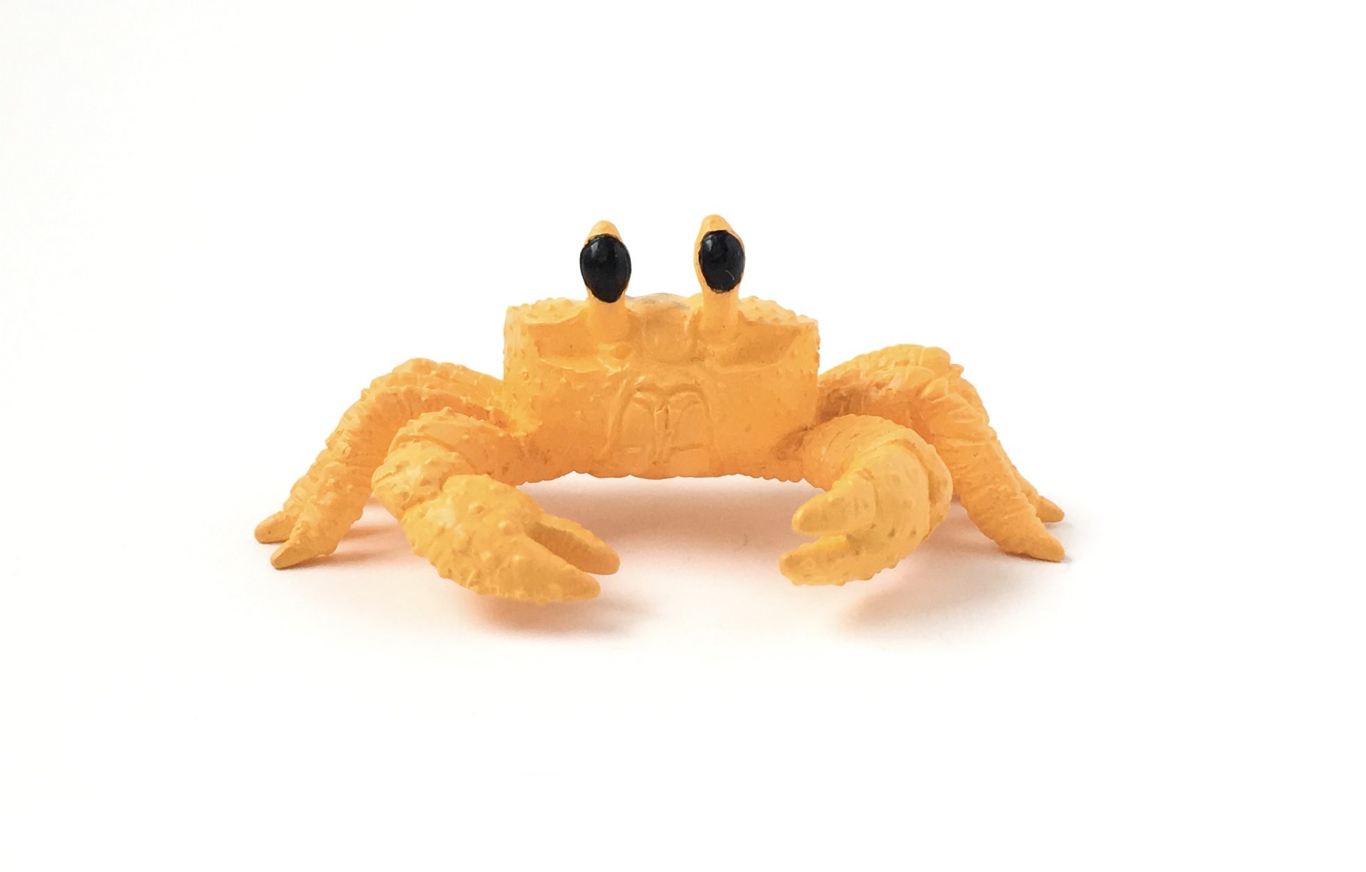 Golden Ghost Crab