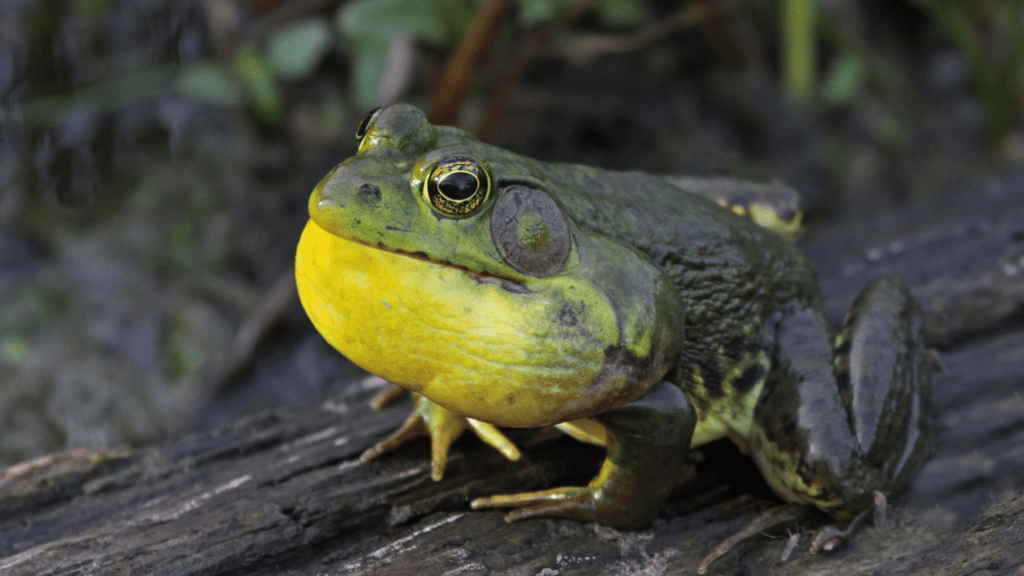 Bullfrog Frog Facts For Kids