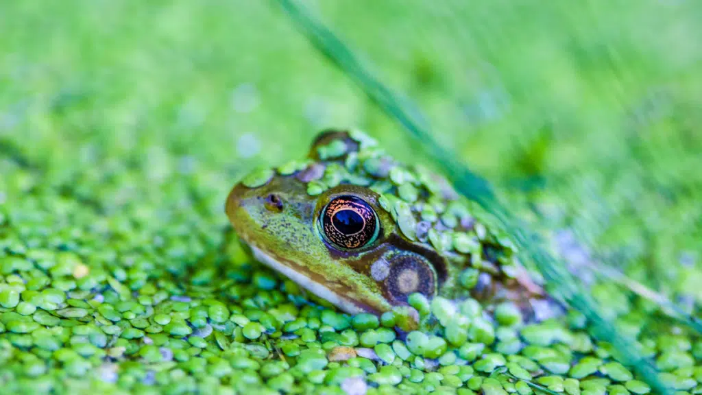 Frog Hiding In Water