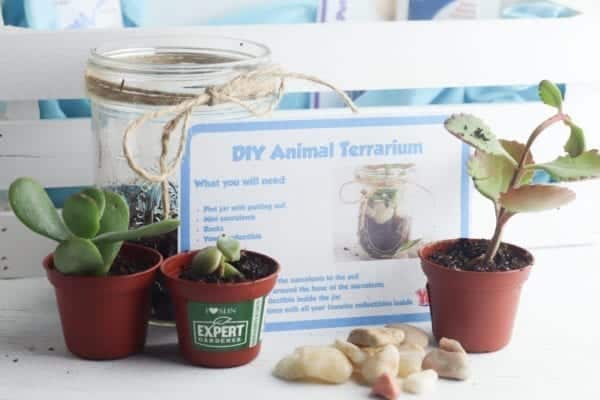 DIY Terrarium with Succulents