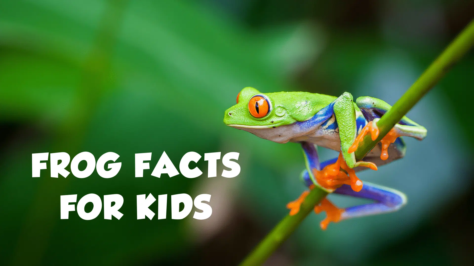 Interesting Frog Facts For Kids