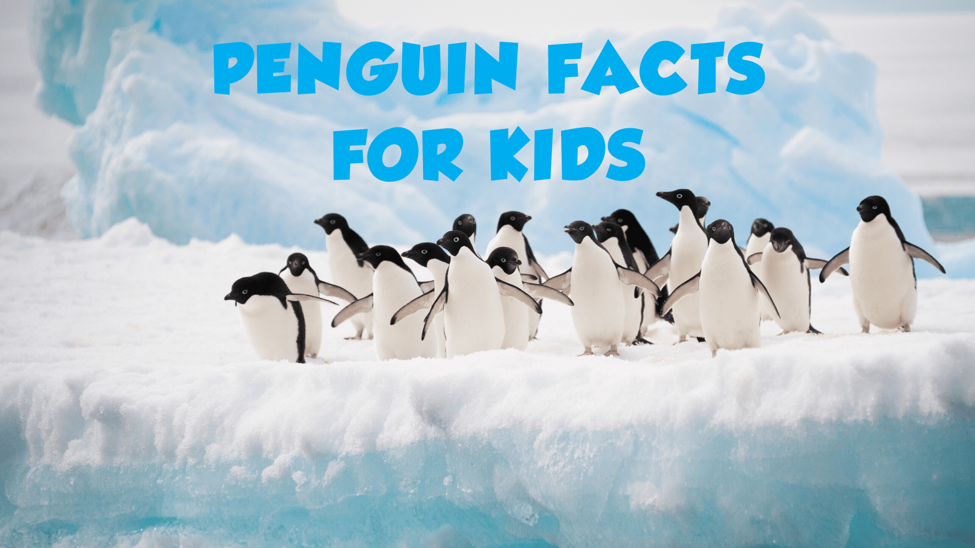 penguin-fun-facts-lupon-gov-ph