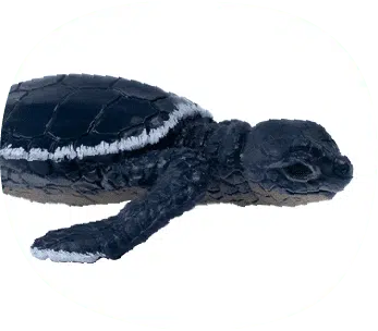 Img Baby Animal Sea Turtle