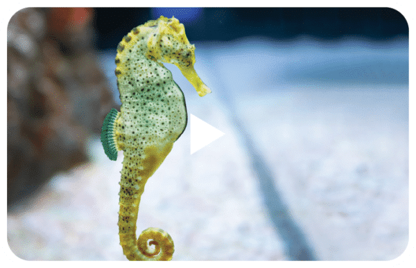 Yowie Animal Videos Landing Page Seahorse