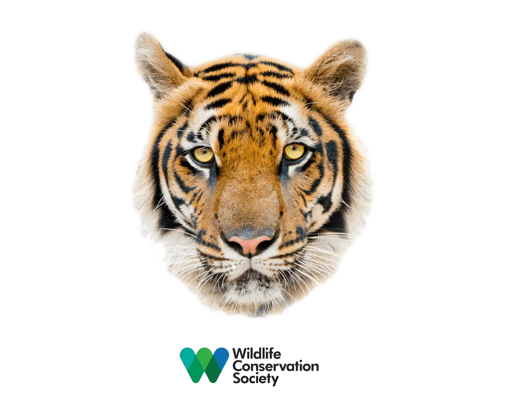 Yowie Wildlife Conservation Series Logo 01