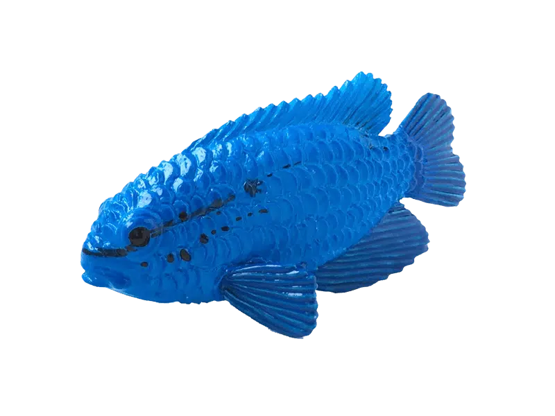 Blue Damefish 01