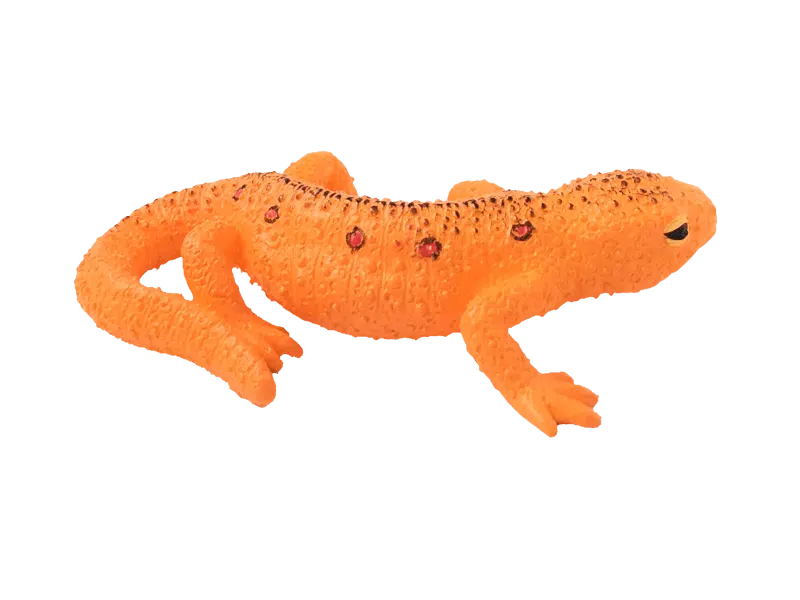 Red Spotted Newt 01